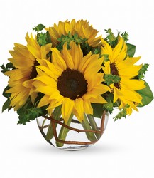 Sunny Sunflowers from Schultz Florists, flower delivery in Chicago